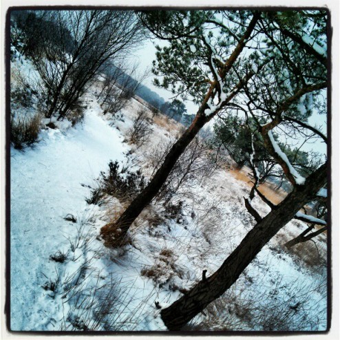 #natuurijs #kalmthoutseheide zou het al kunnen? #spannend
