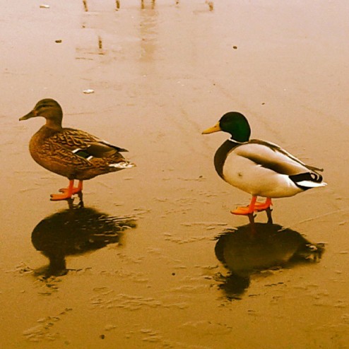 De eerste waaghalzen staan op het ijs! #natuurijs #nachtvorst #schaatsen #zuiderburen