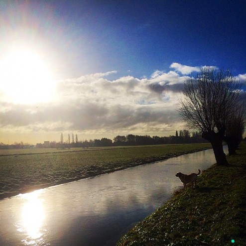 Lopen met Balou ?????????? #sun #natuurijs #ice
