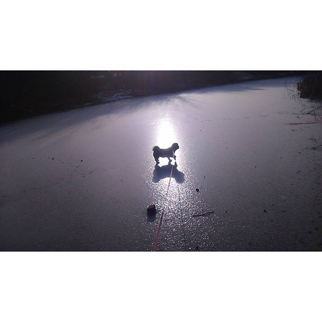 Vanmiddag lekker gewandeld met me kleine schatje????
Faya
#Dog
#Ice
#Hond
#Ijs
#Natuurijs