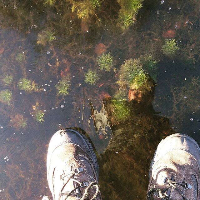 The underwater world is fascinating and beautifull! #hike #adventurer #adventure #skate #ice #clear #clearwater #plants #underwater #world #water #solid #shoes #schoenen #onderwater #ijs #natuurijs #nature #natuur #instaice #instapic #photooftheday #balls #instamoment #instanature #vscocam #freezing #freediving