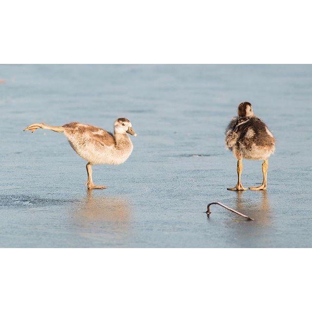 Kijk deze prachtige ballerina's op het ijs! Leuke foto van Burry van den Brink uit Doetinchem. #ijs #natuurijs #natuur #vogels #eenden #ganzen #birds #meteogroup #weerfoto #igweer #meteogroupweer