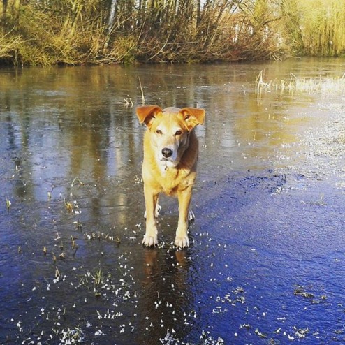 Cold feet

#koudevoeten #ijs#skate #iceskating #coldfeet #winter#frozen #natuurijs #picoftheday #happydog #instadog#mydog