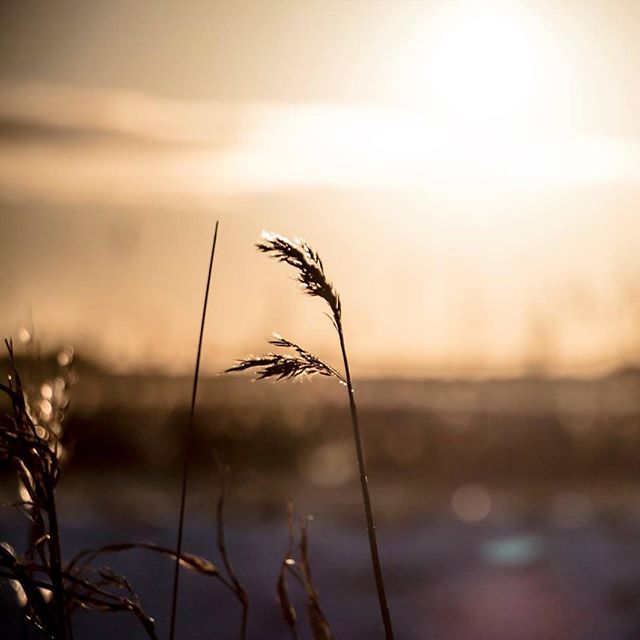 The light is best when the sun is about to go to sleep.. #canon70d #sundown #nature #natuurijs #onlanden #peize #flora #wonders